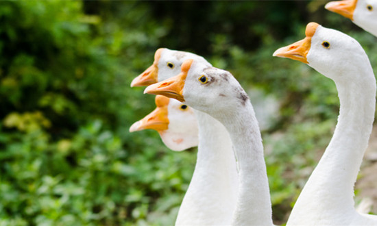 生态养殖行业发展态势 生态养殖行业市场机遇分析