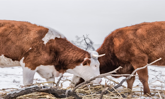牧业饲草产业现状如何? 牧业饲草行业发展策略分析2023