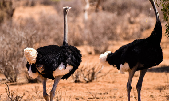 鸵鸟养殖产业发展概况 鸵鸟养殖产业市场前景如何
