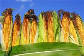 2023年中央一号文件政策出台 加快转基因生物育种商业化步伐