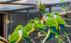 鹦鹉养殖行业市场深度调研 鹦鹉养殖行业发展现状