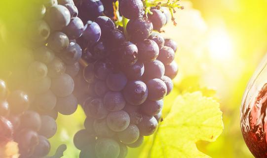 2023葡萄籽油行业市场全景调研及投资价值评估