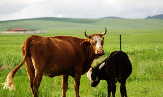 健康养殖市场调研 2023健康养殖行业市场投资及发展分析报告