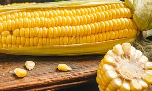 玉米深加工行业发展现状 玉米深加工行业市场前景