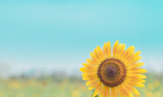 葵花盘行业市场发展现状 葵花盘进出口规模分析