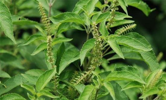 丁香罗勒行业发展趋势及市场现状分析