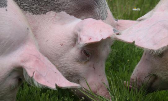 2023生猪养殖屠宰行业市场投资策略预测