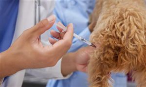 宠物医药行业运行现状分析 宠物医药行业市场规模2023