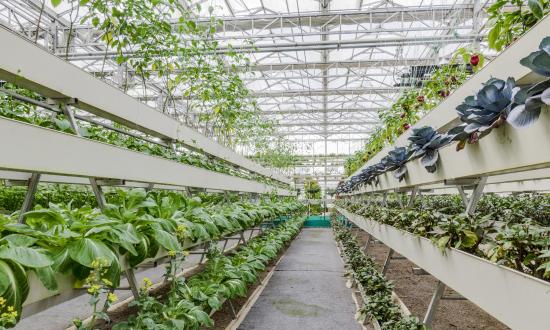 蔬菜基地行业市场深度分析报告