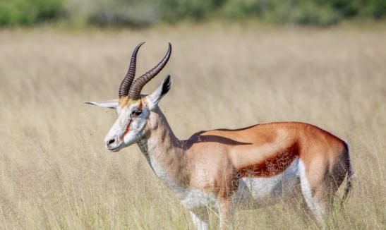 2023中兽药市场投资前景分析 预计2025年市场规模将接近600亿元