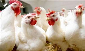 2023白羽肉鸡行业发展趋势及市场现状分析