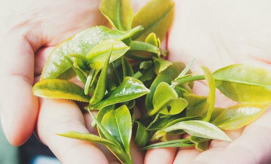 中国茶叶电商市场发展规划 茶叶电商市场未来潜力预测