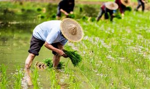 2023美丽乡村建设市场投资策略分析