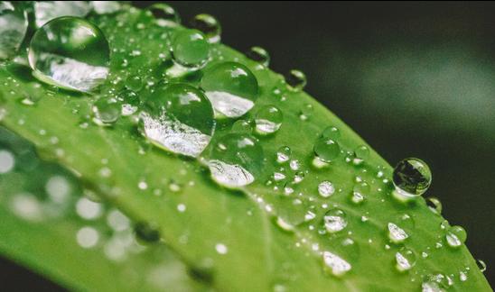 2023植物生长调节剂行业发展前景预测