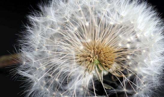 2023花卉种子行业市场投资价值评估 我国花卉种子行业举步维艰