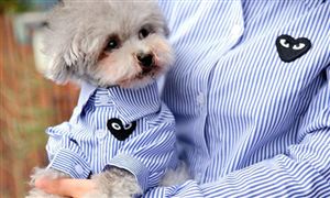 2023宠物服饰行业发展趋势及市场现状分析