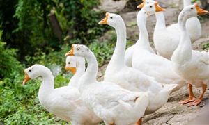 鹅养殖行业报告 鹅养殖行业市场调研及前景分析2023