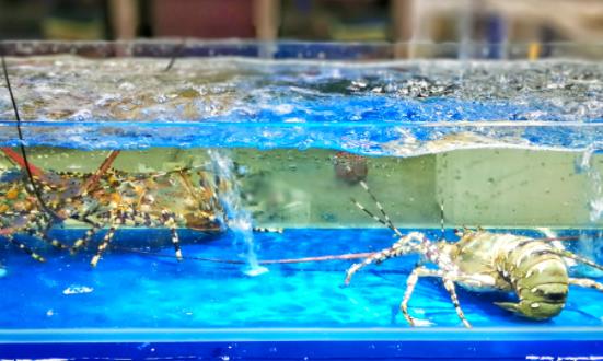 海鲜水产电商是未来发展大趋势 海鲜水产市场消费现状及需求分析