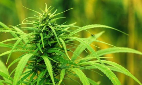 中国工业大麻行业产量 中国工业大麻产业链发展现状分析