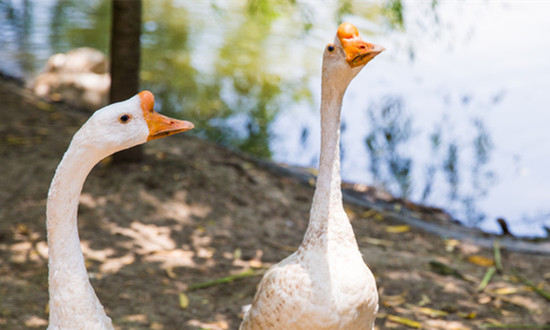 行业洞察分析 鹅养殖行业发展前景如何