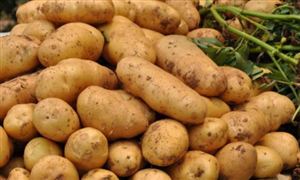 马铃薯行业发展前景及投资机会 马铃薯行业风险分析