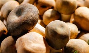 中国食用菌行业消费需求 2023年食用菌行业产量分析