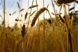 2023年大宗商品小麦供需与价格下行空间