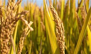 2023年中国粮食贸易行业产量 中国粮食贸易行业市场需求分析