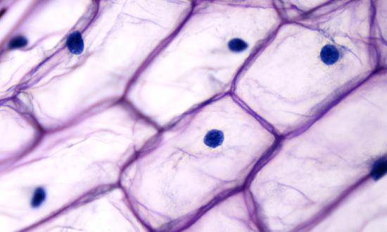 高阻隔薄膜消费量 高阻隔膜行业发展趋势分析2023