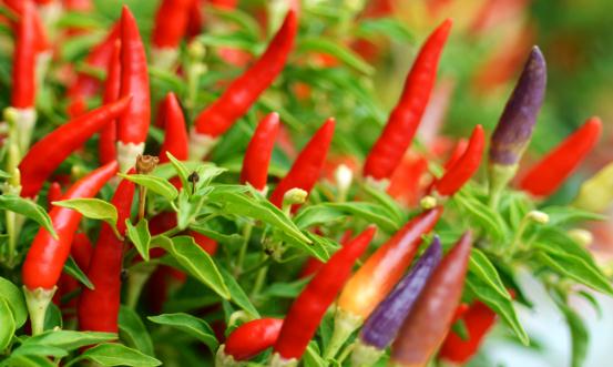 辣椒素产业调研 辣椒素各细分市场前景分析
