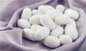 蚕丝市场现状调研 蚕丝行业深加工市场分析2023