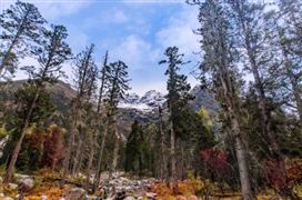 岳阳林纸布局林业资产碳汇项目 全国林业碳汇成交额与价格走势