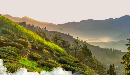 茶叶电商市场发展如何？  茶叶电商市场未来潜力预测2023 