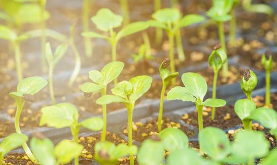 蔬菜育苗行业市场调研分析2023 政策加持助力行业高质量发展