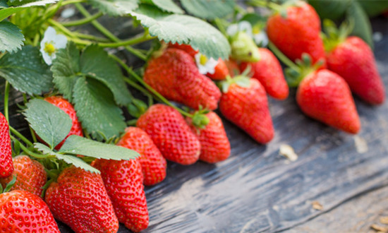 行业洞察 草莓栽培行业深度分析2023