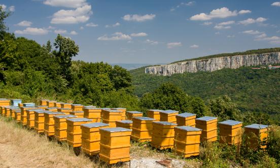 2023蜂箱行业发展现状 蜂箱行业未来趋势预测