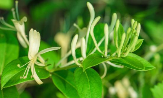 2023绿原酸行业市场现状及前景分析