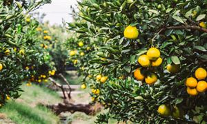 生态农业行业开发模式 生态农业行业发展政策