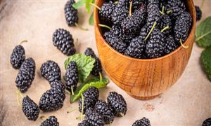 桑葚行业市场形势分析及桑葚市场发展空间分析