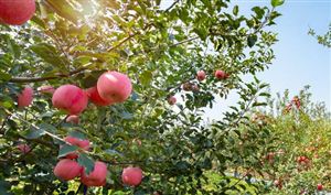 2023年共享农场行业市场发展前景预测