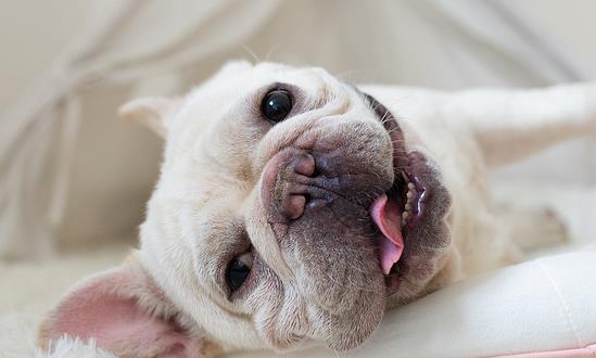 中国宠物寄存处行业发展空间 中国宠物寄存处行业市场规模分析