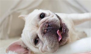 中国宠物寄存处行业发展空间 中国宠物寄存处行业市场规模分析