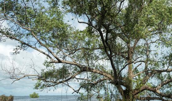 2023年中国聚甲醛(POM)行业发展现状分析