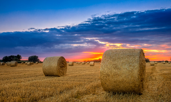 干草行业发展态势及未来需求前景