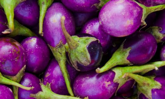 2023年中国茄子种植行业市场全景调研