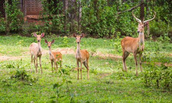 2023动物园产业调研及发展现状分析