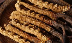 2023年中国野生冬虫夏草行业发展前景分析