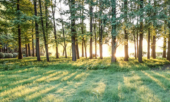 数字化转型下绿化苗木发展现状 绿化苗木行业市场分析