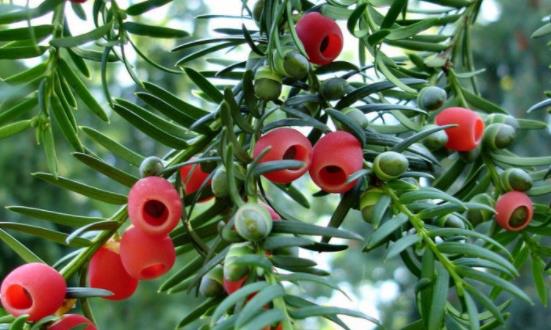 红豆杉行业市场需求分析 红豆杉行业发展前景及投资 