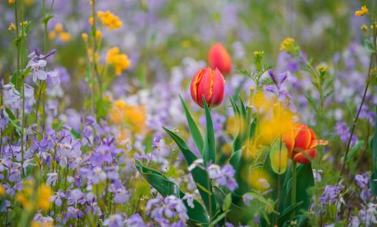 2023花卉交易行业现状及进出口市场分析